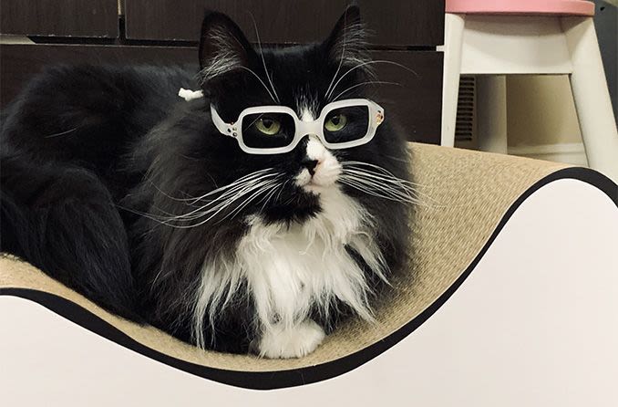 Truffles the cat is making it fun to wear glasses for kids