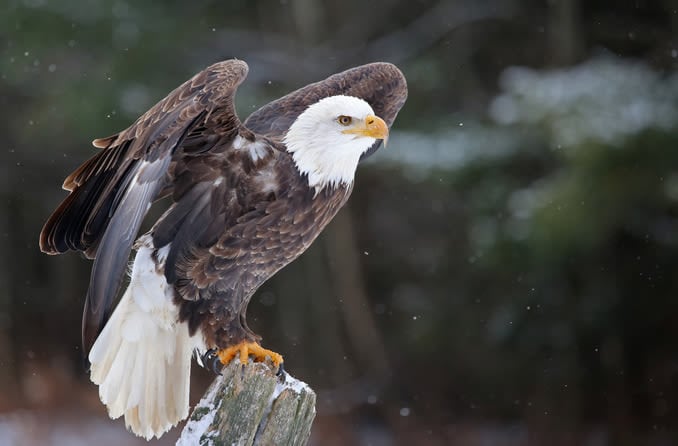 Bald eagle on tree stump