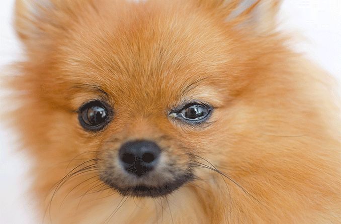 A Pomeranian dog with eye discharge