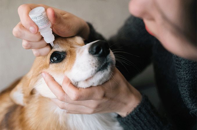 dog getting eye drops put into its eye