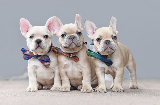 3 french bulldogs