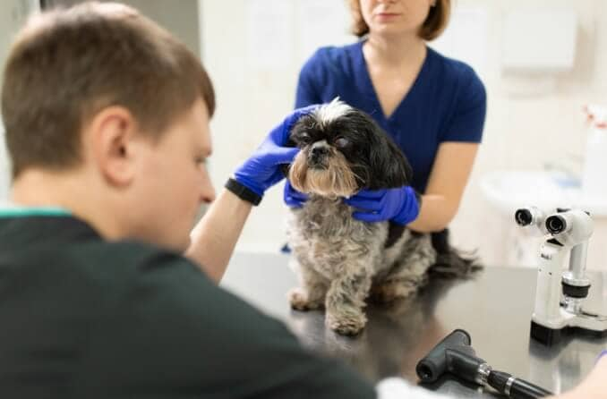 veterinary ophthalmologist examines the eyes of a dog