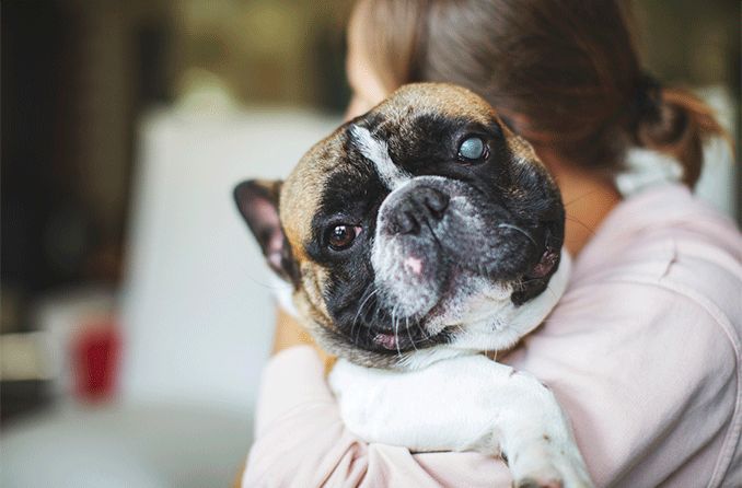 person holding a blind or visually impaired dog