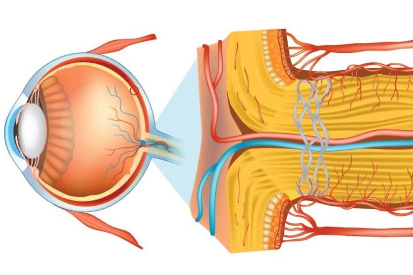 illustration of the optic nerve