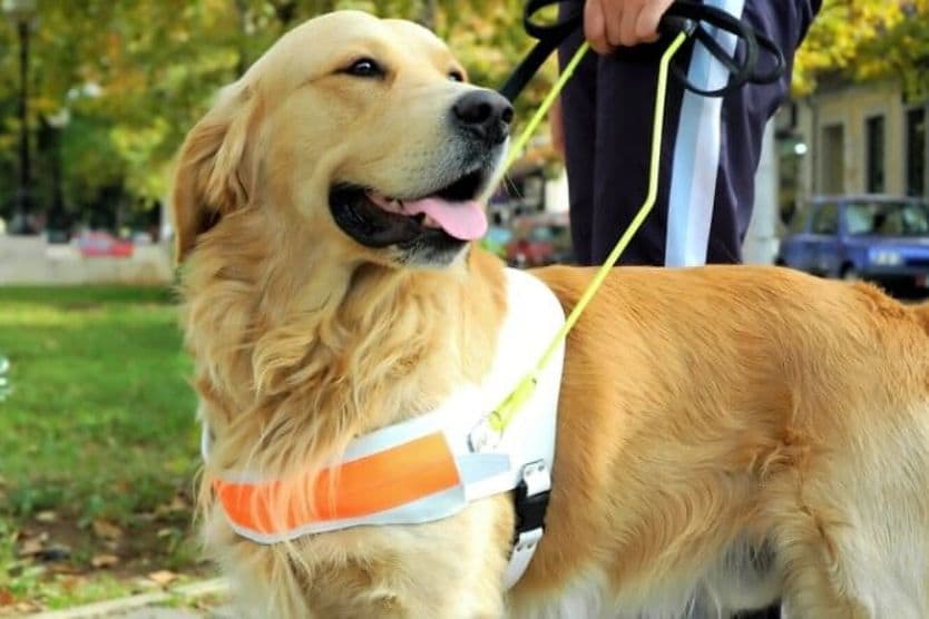 Everything you need to know about guide dogs: Training, ownership, cost and more A guide-dog assists its owner while walking outside