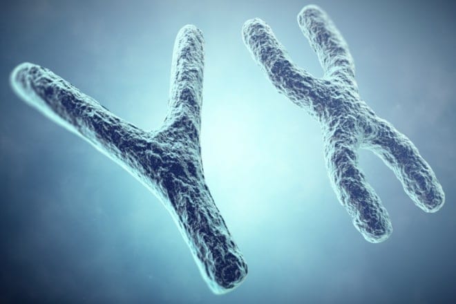 chromosomes chromosomes