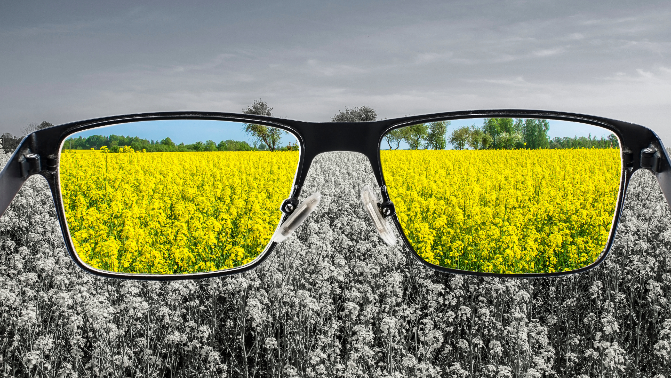 tritanopia (blue-yellow color blindness)