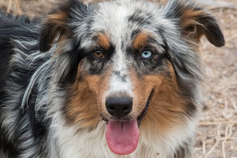 Do more animals have heterochromia than humans? Australian Shepherd dog with heterochromia