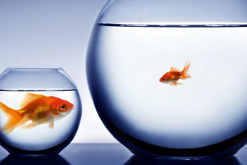 Alice in Wonderland syndrome depiction of a large fish in a small bowl, and a small fish in a large bowl, which is how a person with Alice in Wonderland syndrome might perceive themselves in their surroundings