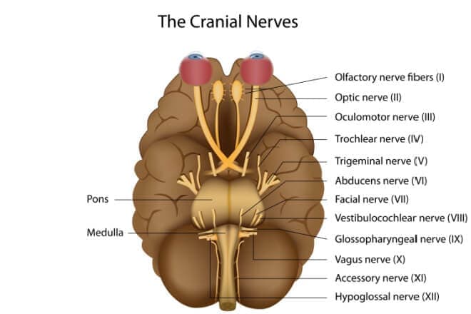 Cranial nerve palsy – CN III, IV, VI & VII palsy Cranial nerve palsy – CN III, IV, VI & VII palsy