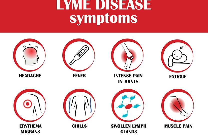 Infographic for Lyme disease symptoms