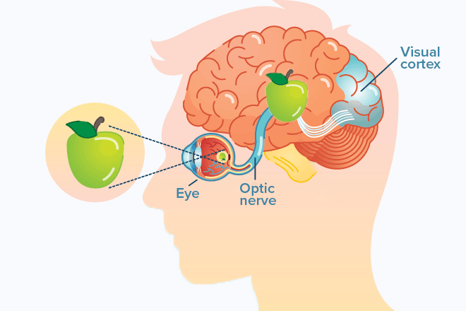 A guide to vision changes that can occur after a stroke A guide to vision changes that can occur after a stroke