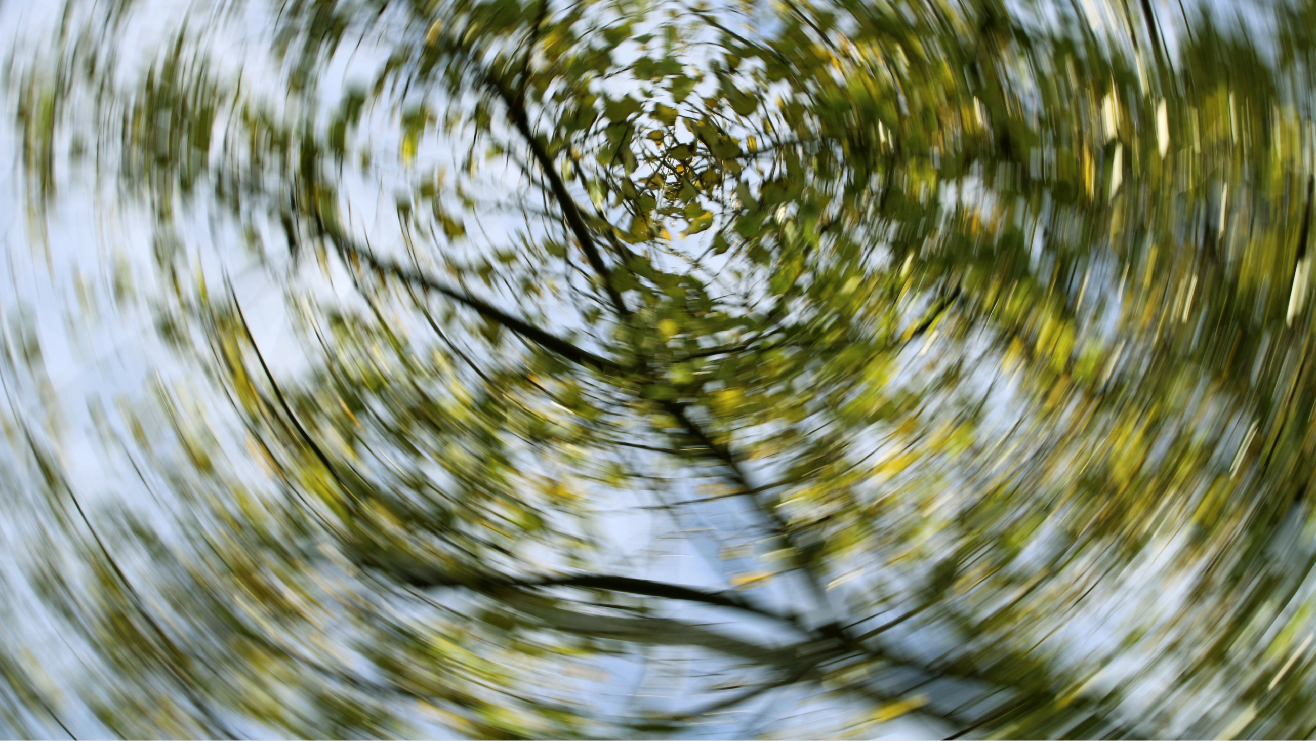 dizzy and blurry view of trees in the sky