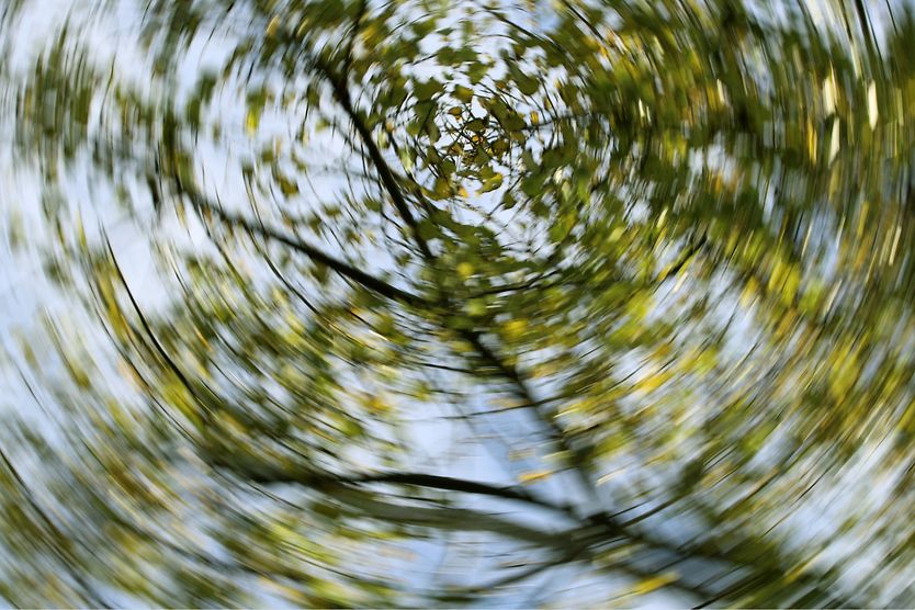 dizzy and blurry view of trees in the sky