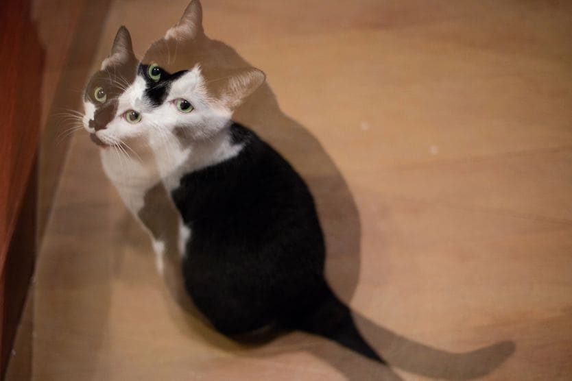 Double vision (diplopia) diplopia (double vision) of a cat