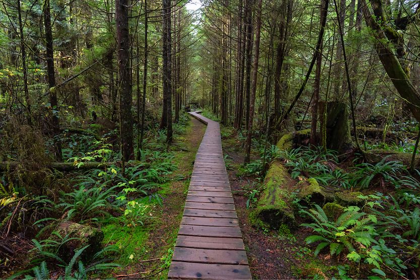 Depth perception: How do we see in 3D? view of depth perception on a long wooden bridge