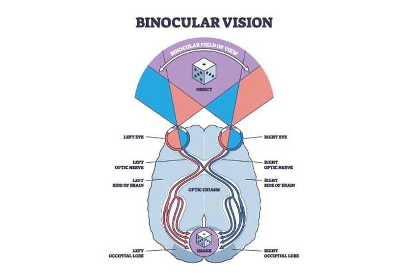 Binocular vision, eye teaming and binocular vision dysfunction illustration of binocular vision and the brain