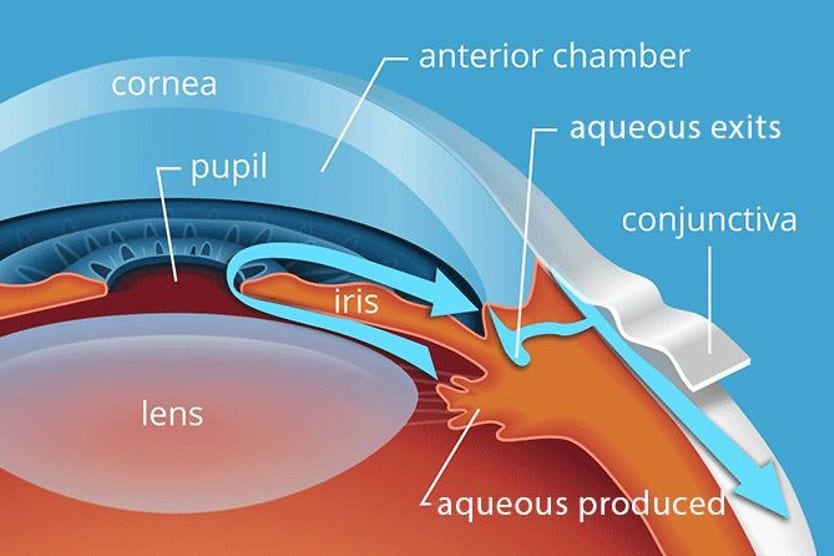 Aqueous humor illustration of the aqueous humor in the eyeball