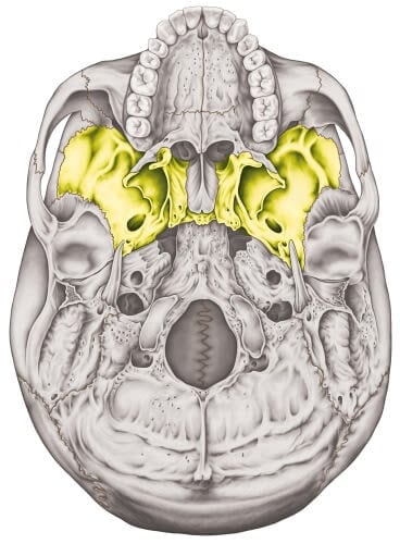 Cavernous sinus
