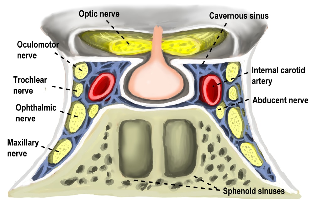 Cavernous sinus Cavernous sinus