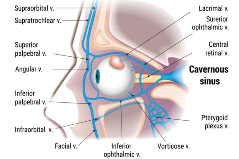 Cavernous sinus Illustration of the cavernous sinus.