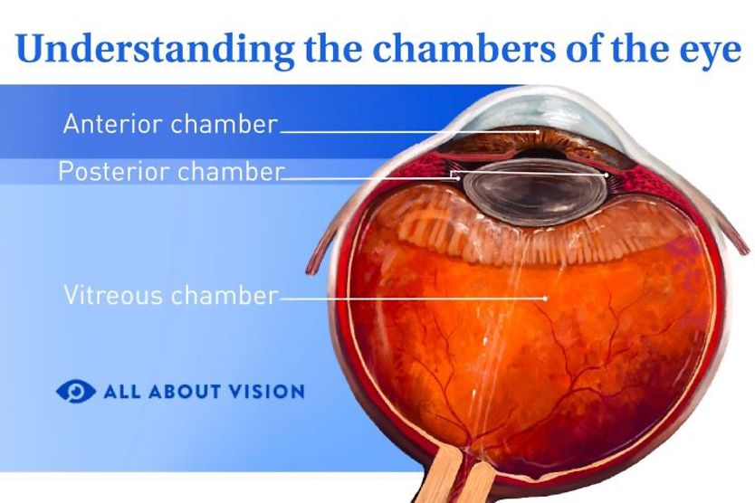 Chambers of the eye illustration