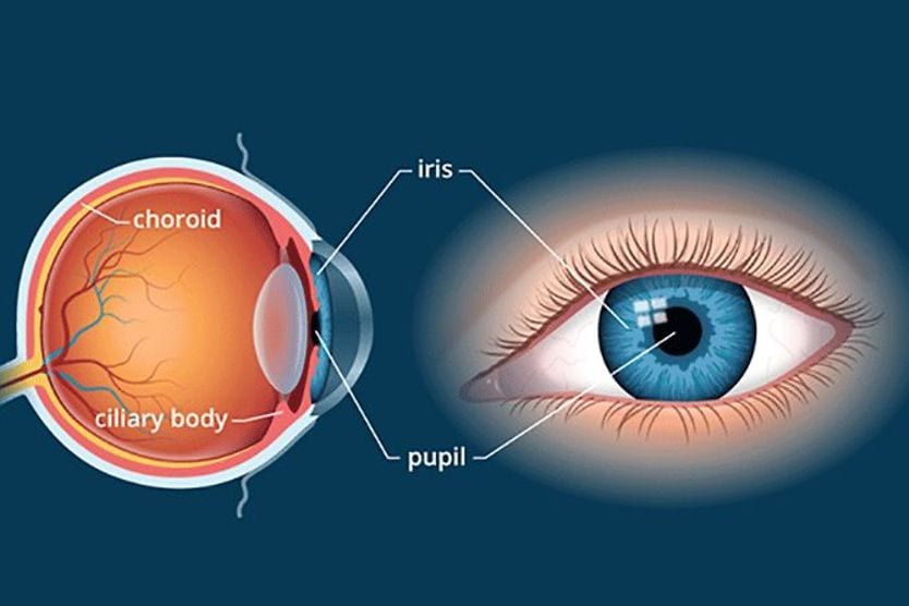 Choroid of the eye: Anatomy and function eye anatomy illustration of the pupil, iris, ciliary body and choroid