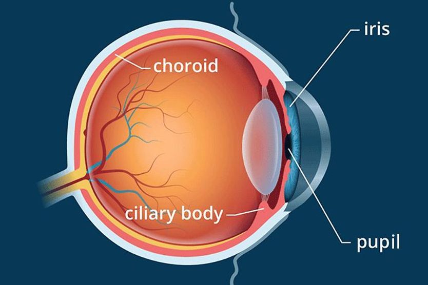 Ciliary body of the eye illustration of the ciliary body of the eye anatomy