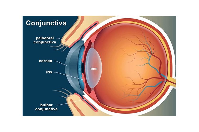 Conjunctiva of the eye illustration of the conjunctiva of the eye