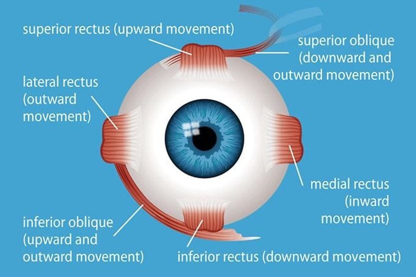 Eye muscles and their functions illustration of the different types of eye muscles