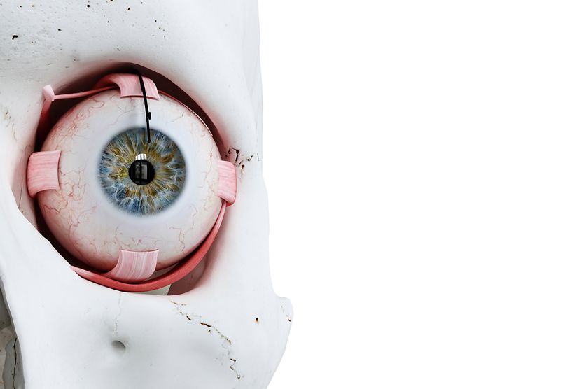 Eye Socket: The Bones That Protect Your Eyes diagram showing the eye socket (orbit) on a human skull