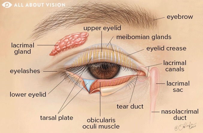 Eyelid: Parts of the eyelid and how they work