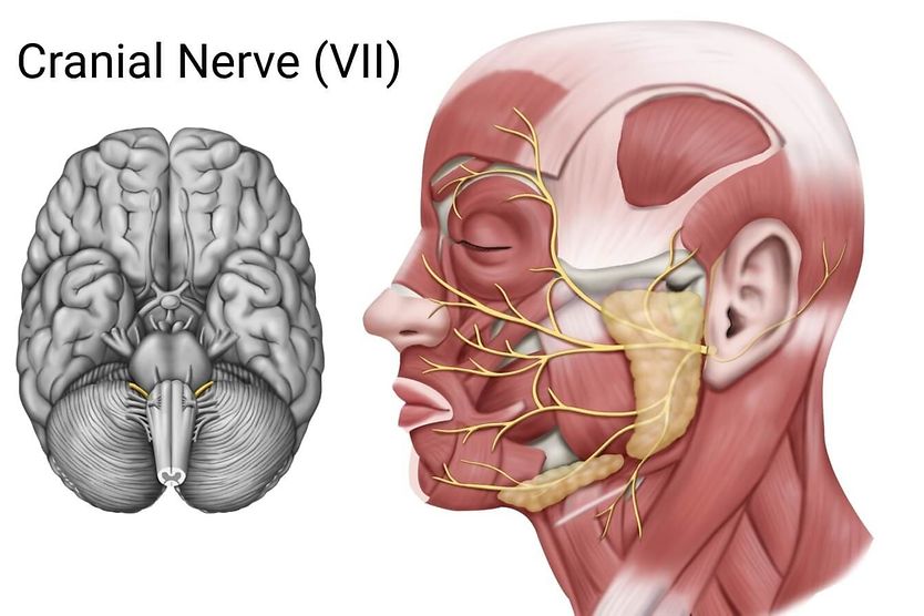 Medical illustration to show where the cranial nerve is located. Medical illustration to show where the cranial nerve is located.