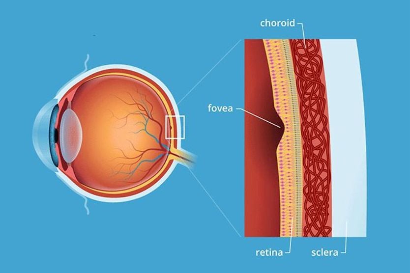 Fovea centralis illustration of the fovea centralis eye anatomy