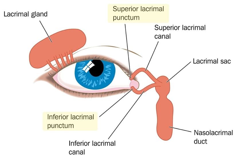 Lacrimal punctum: Anatomy, function and associated conditions illustration of the lacrimal punctum of the eye