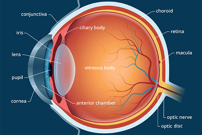 Lens of the eye