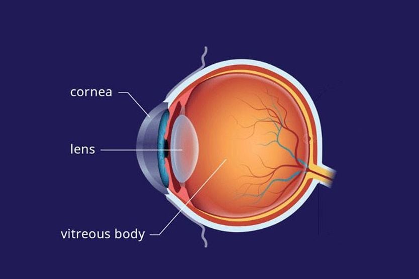 Lens of the eye illustration of the lens of the eye anatomy