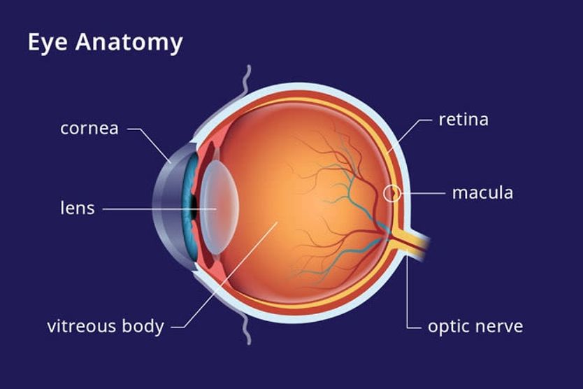 Macula lutea eye anatomy illustrating where the macula is located on an eyeball