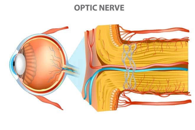 Optic nerve: Anatomy, function and conditions Optic nerve: Anatomy, function and conditions