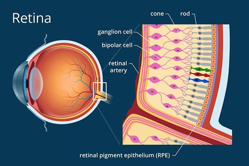 The Retina: Where Vision Begins Illustration of retina anatomy