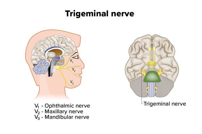 Trigeminal nerve illustration of the trigeminal nerve in the brain (cranial nerve 5)