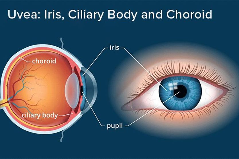 Iris/uvea of the eye Illustration of uvea anatomy, including the iris, ciliary body and choroid.