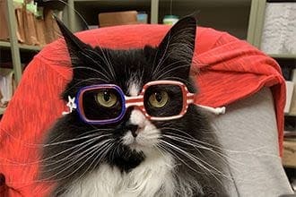 Truffles the cat is making it fun to wear glasses for kids Truffles the cat is making it fun to wear glasses for kids