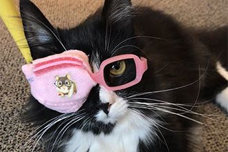Truffles the cat is making it fun to wear glasses for kids Truffles the cat is making it fun to wear glasses for kids