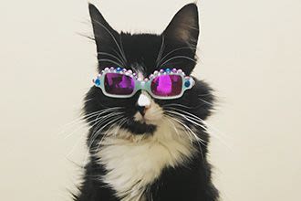 Truffles the cat is making it fun to wear glasses for kids Truffles the cat is making it fun to wear glasses for kids