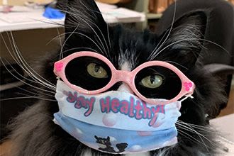 Truffles the cat is making it fun to wear glasses for kids Truffles the cat is making it fun to wear glasses for kids