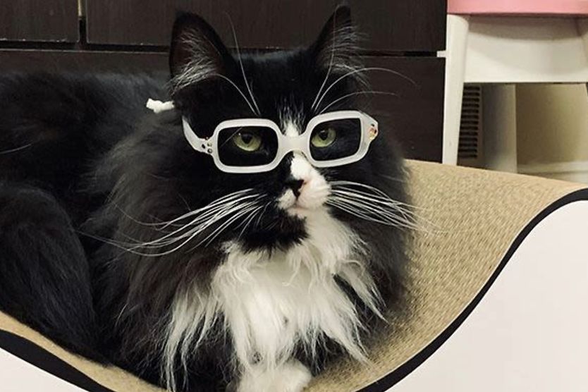 Truffles the cat is making it fun to wear glasses for kids Truffles the cat wearing white eyeglasses