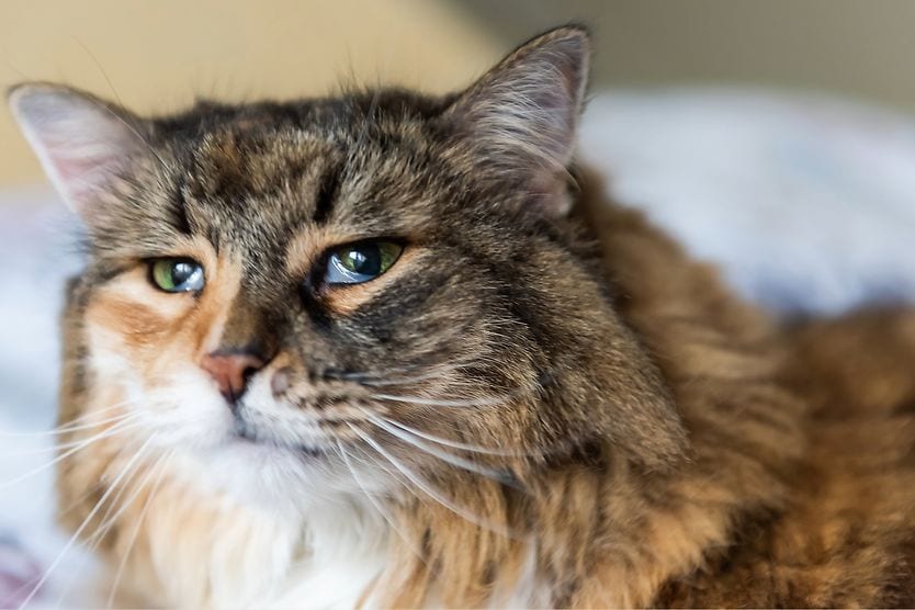 What is the third eyelid in cats? cat sleeping