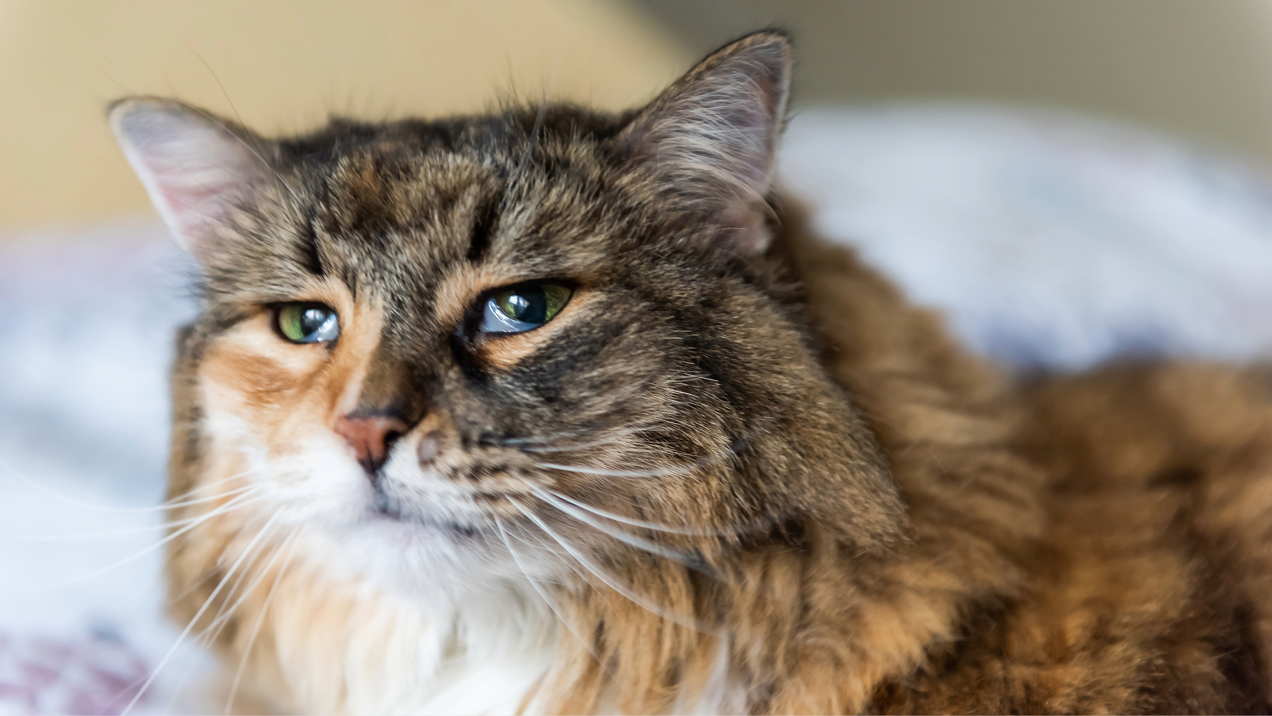 What is the third eyelid in cats?
