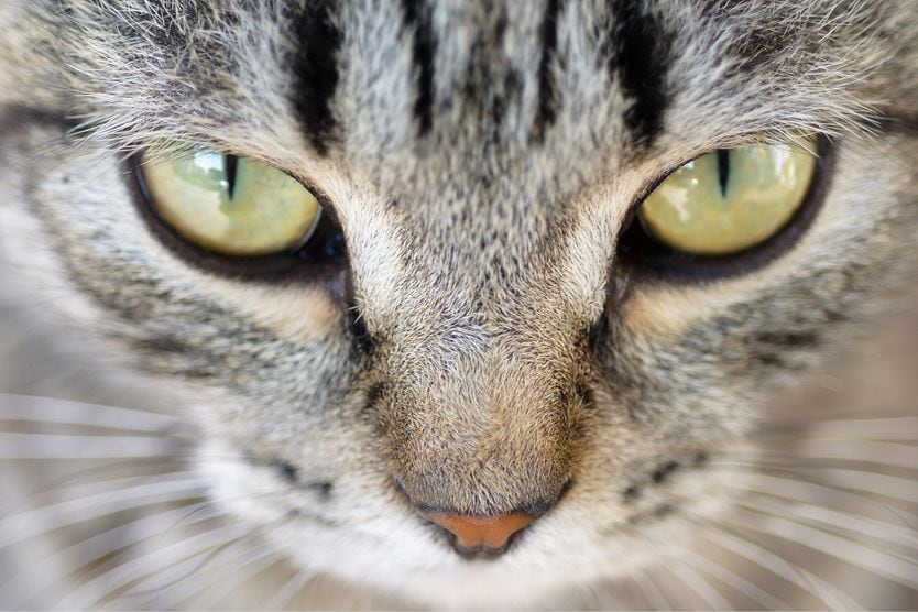 Cat eyes and vision: How cats see the world closeup of cat's eyes